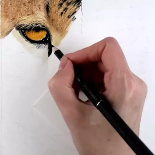 drawing a cheetah.